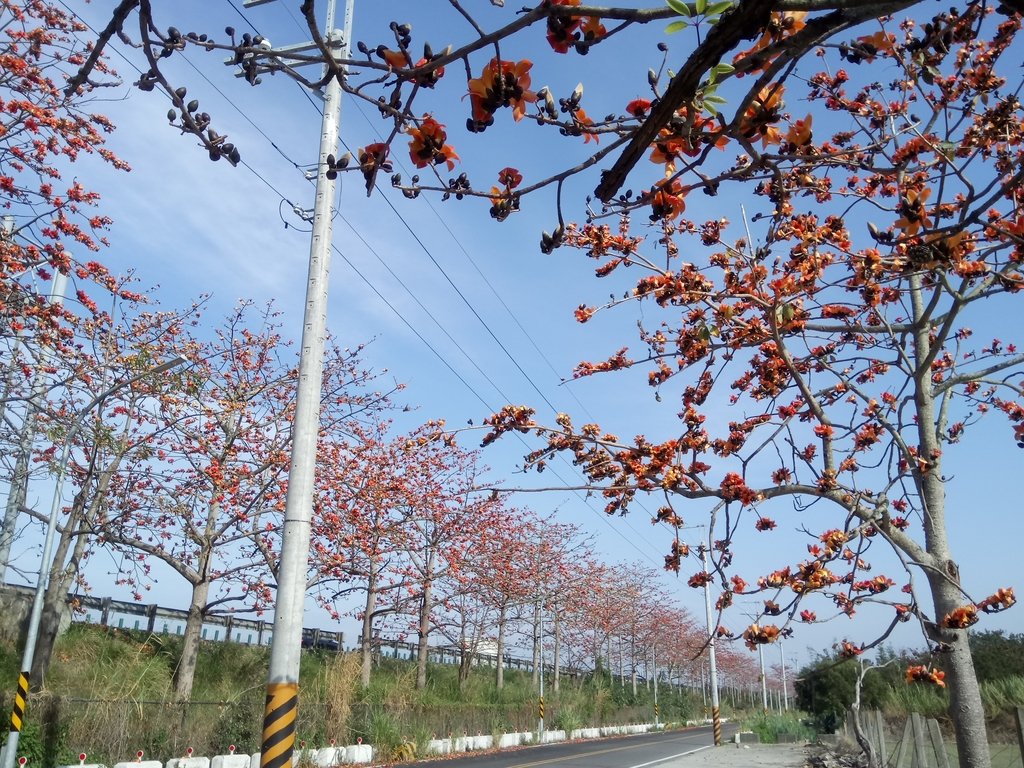 DSC_7887.JPG - 清水  大田產要道路  木棉花