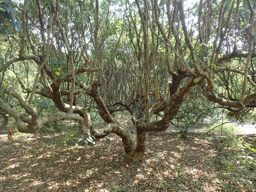 P3016040.JPG - 草屯平林  九九峰森林步道