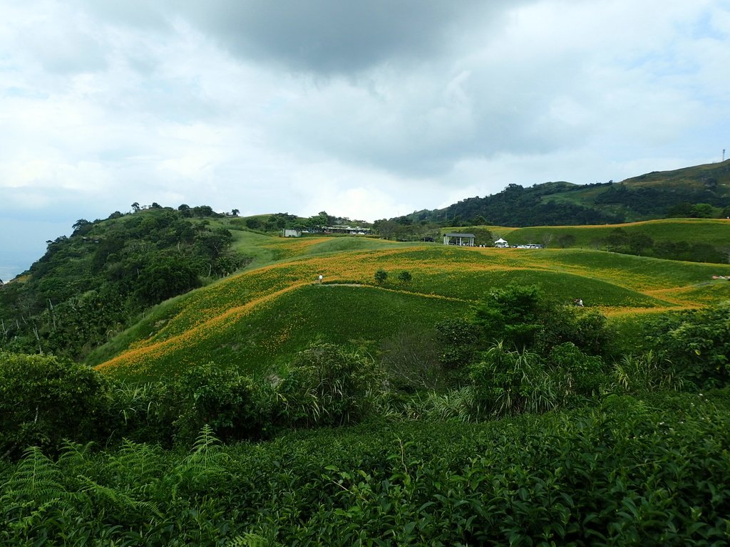 P9087969.JPG - 富里  六十石山  金針花季