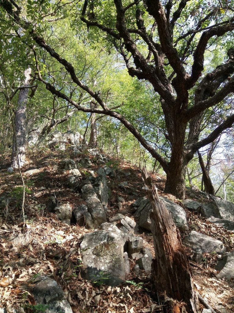 DSC_9857.JPG - 谷關  德芙蘭步道