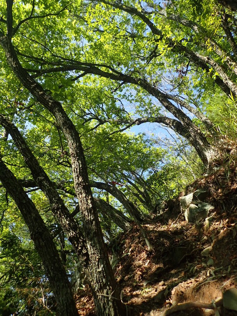 P3167242.JPG - 谷關  屋東縱走