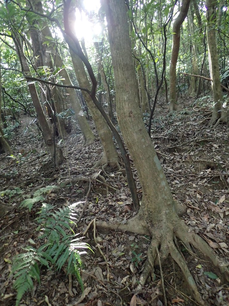 P7072250.JPG - 瑞芳  蚊子坑古道  龍洞稜