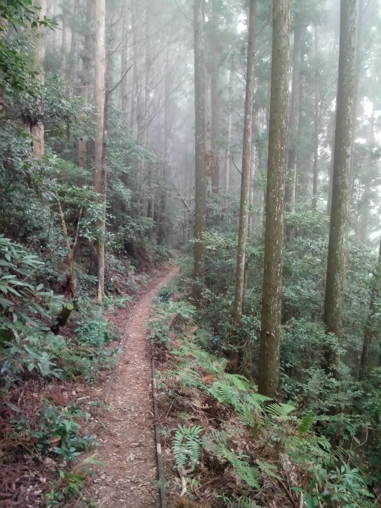 DSC_3753.JPG - 南庄  加里山  森林鐵道