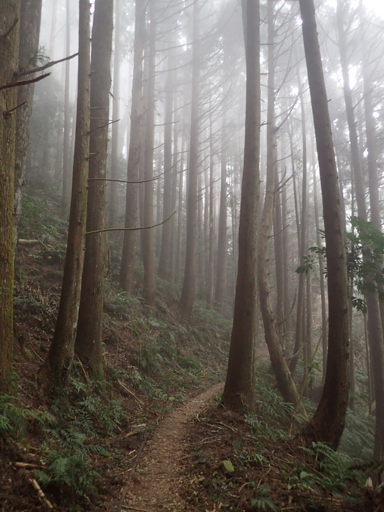 P2034979.JPG - 南庄  加里山  森林鐵道