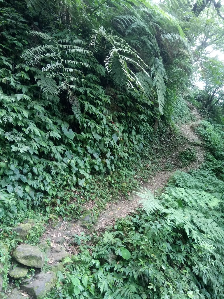 DSC_1011.JPG - 新竹  五指山登山步道