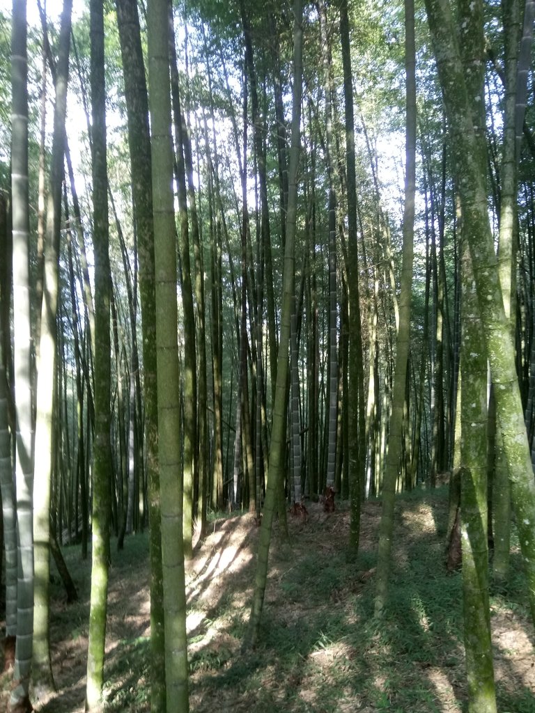 DSC_4103.JPG - 魚池  大尖山登山步道