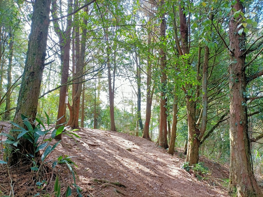 IMG20210205111155.jpg - 竹山  嶺頭山  金柑樹山