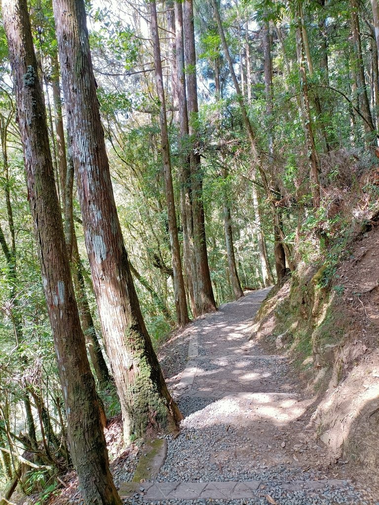 IMG20210205120347.jpg - 竹山  杉林溪森林遊樂園  路過