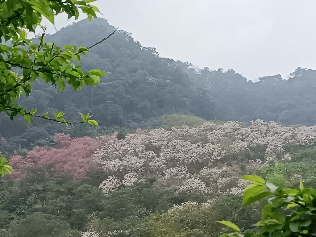 IMG20210226122156.jpg - 三峽  熊空  大熊櫻花林