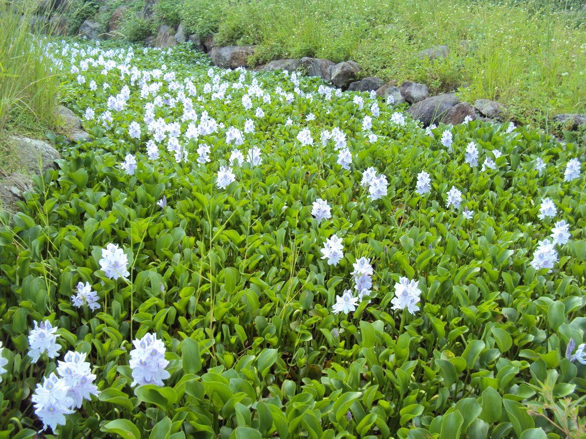 DSC09014.JPG - 金山  葵扇湖田野風光(一)