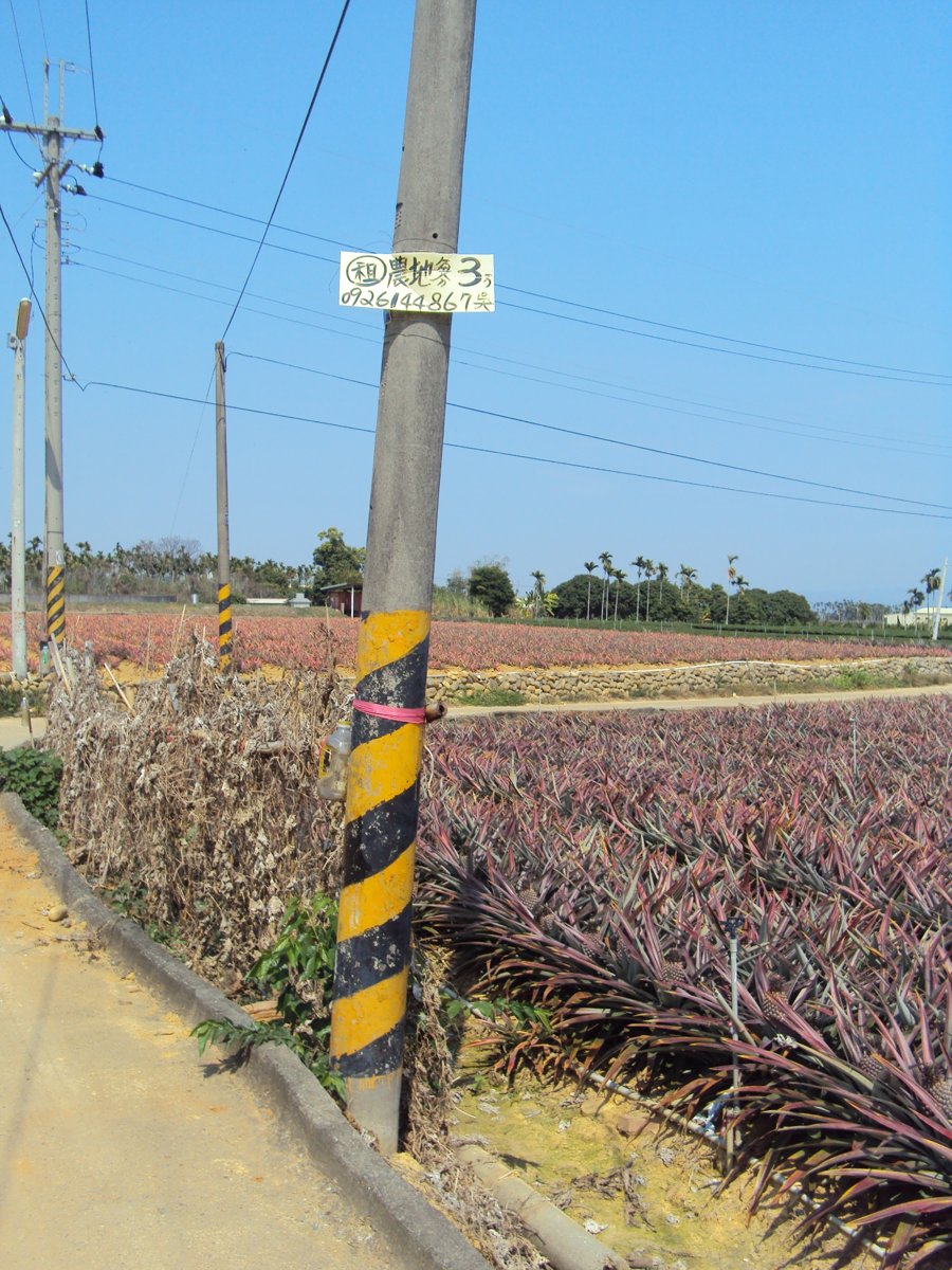 DSC03774.JPG - 名間  九層林  張氏祖墳