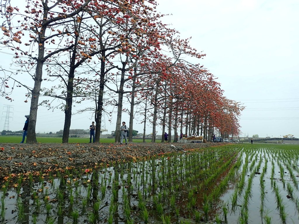 P3066516.JPG - 竹塘  田頭  木棉花道