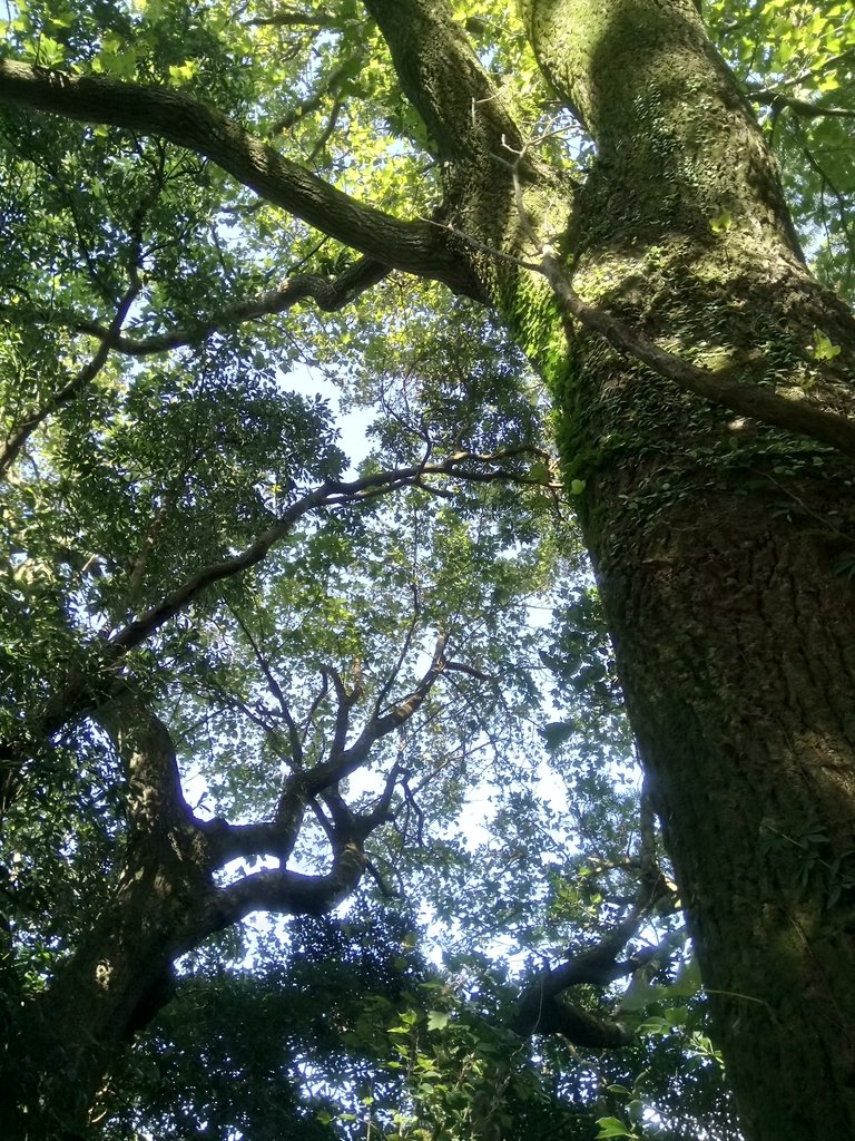 DSC_8825.JPG - 北投  中正山登山步道 03