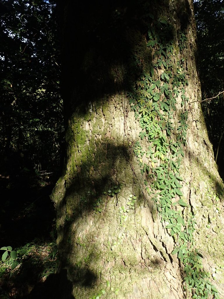 PB247251.JPG - 北投  中正山登山步道 03