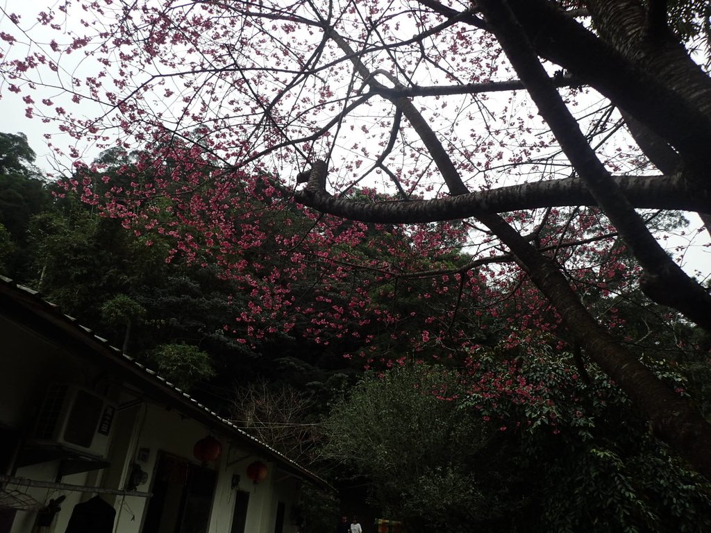 P2107469.JPG - 大溪  溪洲山登山步道