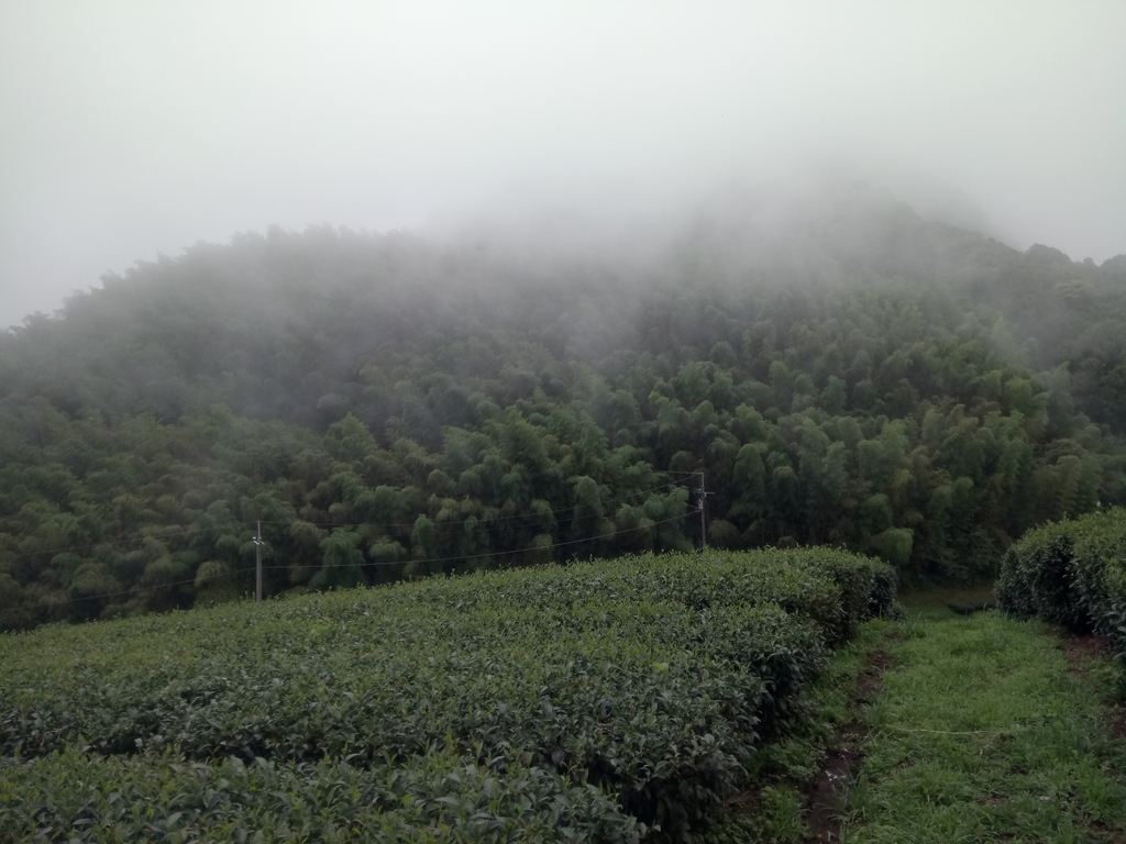 DSC_7938.JPG - 武界茶園  (02)