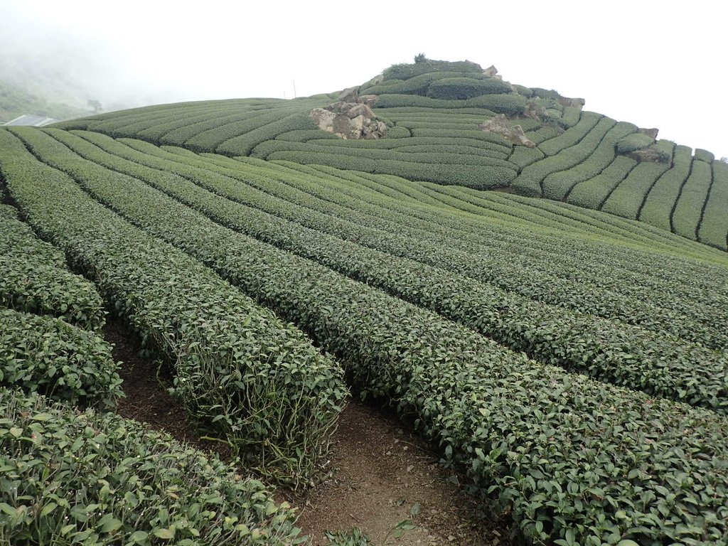 P3257860.JPG - 阿里山  隙頂茶園之美