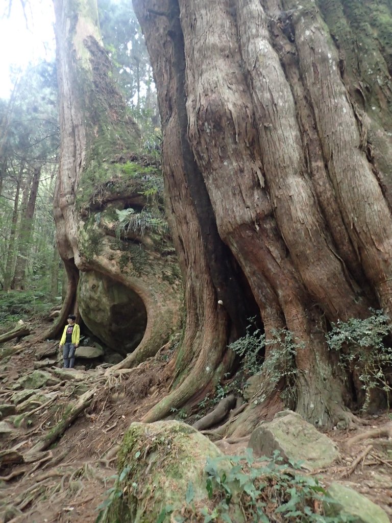 P3257961.JPG - 阿里山  二萬平  抱石神木