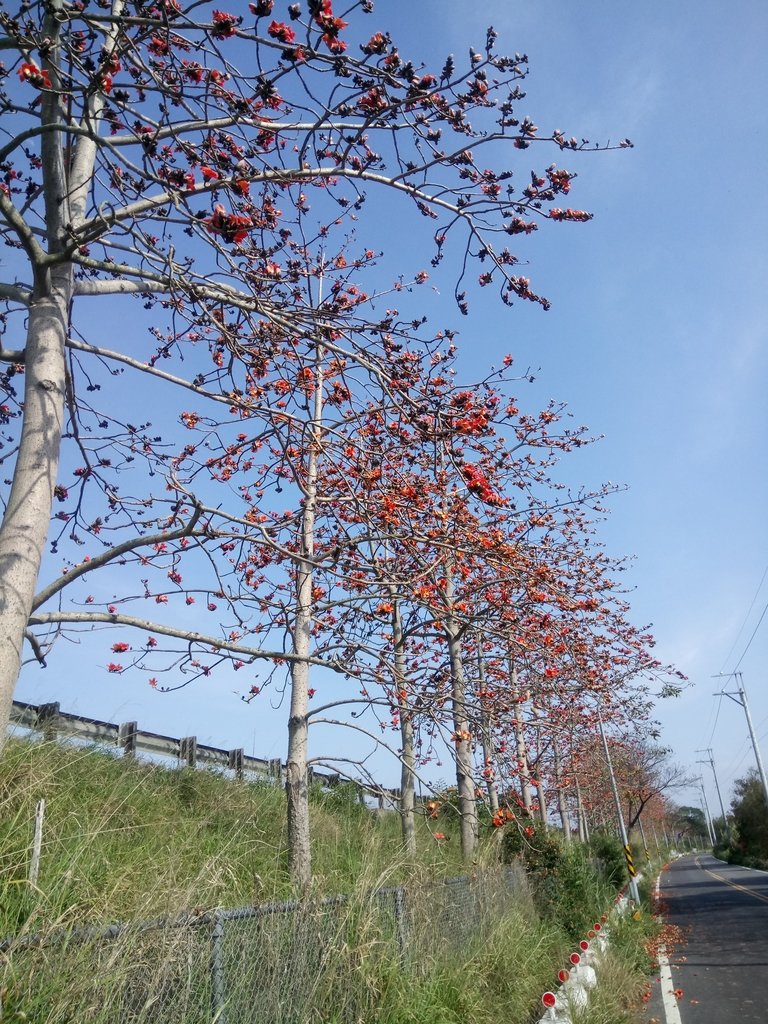 DSC_7894.JPG - 清水  大田產要道路  木棉花