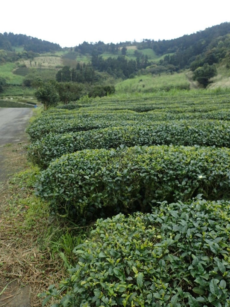 P3170473.JPG - 坪林  大湖尾茶園風光