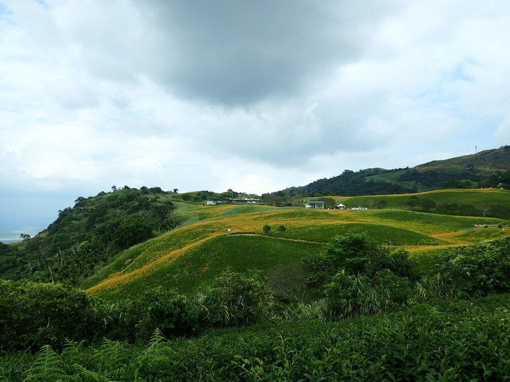 P9087970.JPG - 富里  六十石山  金針花季