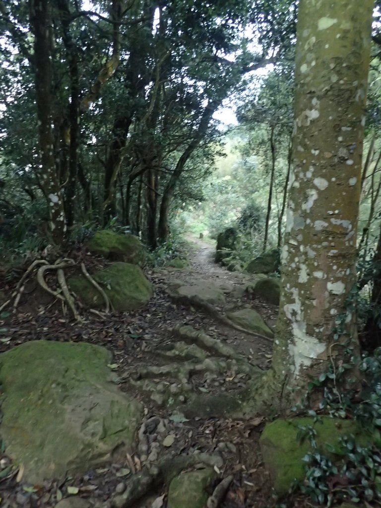 P1294572.JPG - 大湖  關刀山步道  (聖關段)