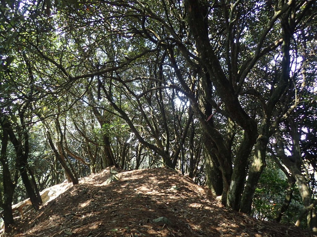 P3167294.JPG - 谷關  屋東縱走