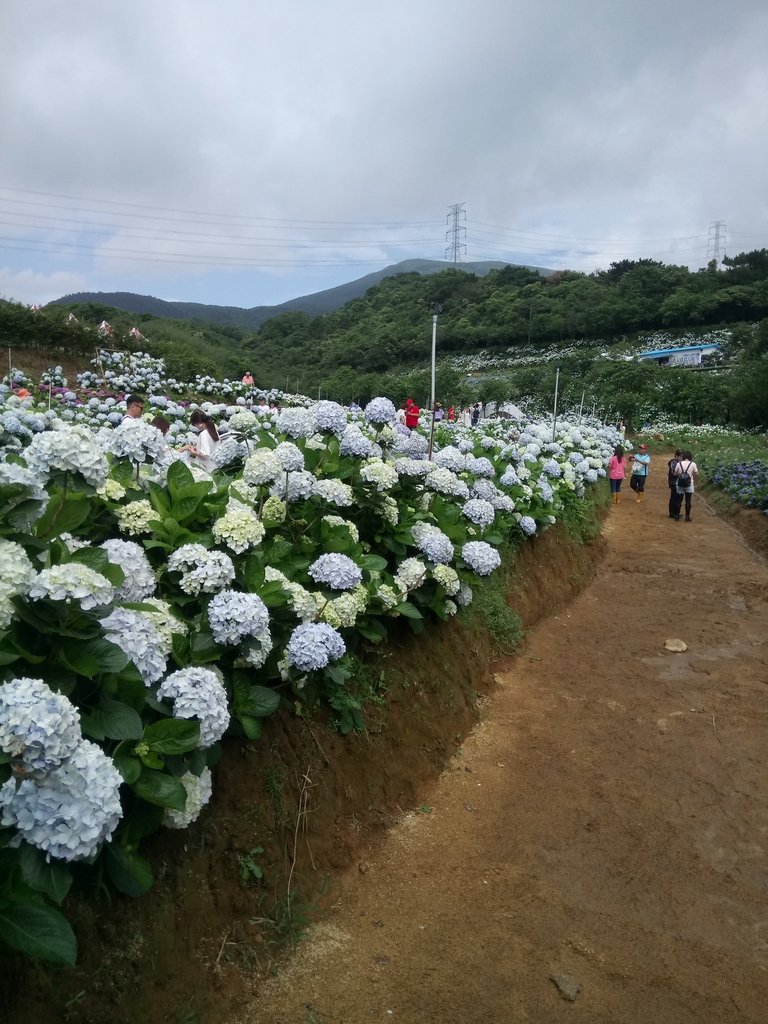 DSC_9292.JPG - 萬里  高家繡球花田