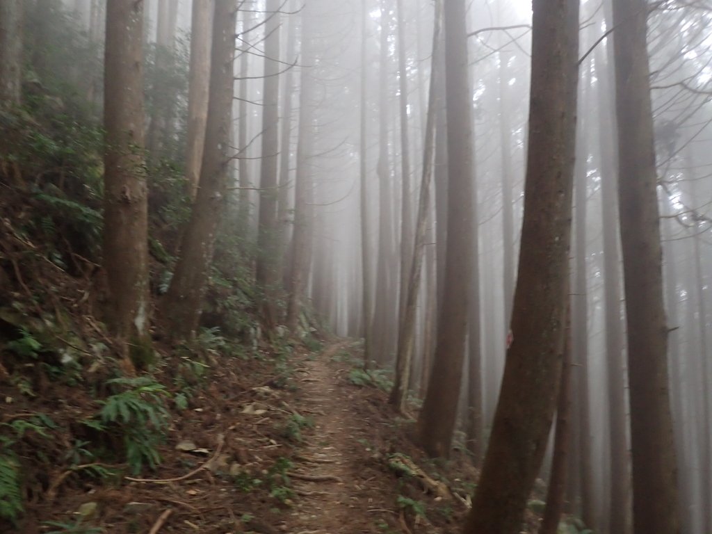 P2034999.JPG - 南庄  加里山  森林鐵道