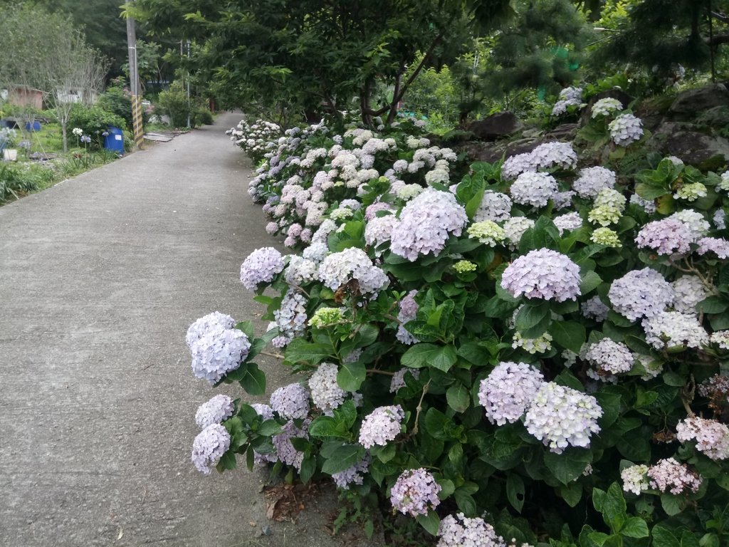 DSC_9879.JPG - 谷關  斯巴可步道