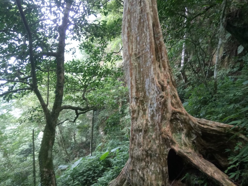 DSC_1017.JPG - 新竹  五指山登山步道