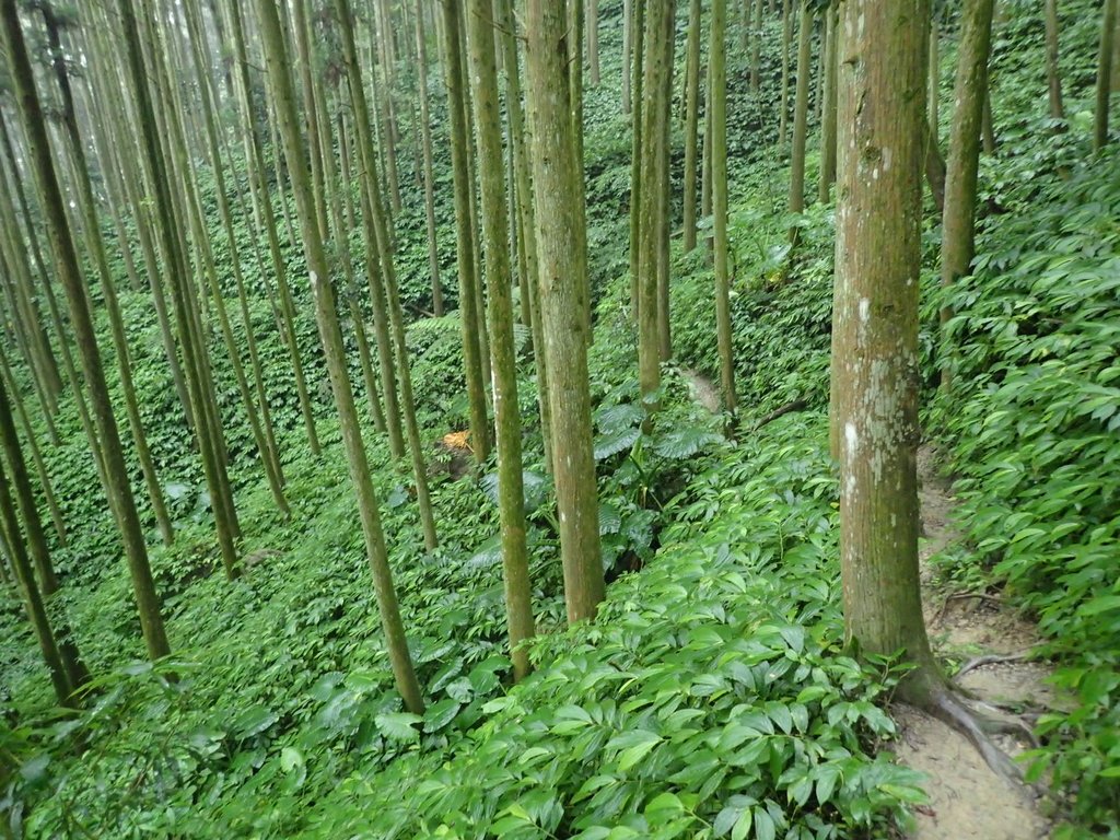 P9250238.JPG - 南庄  向天湖山  光天高山