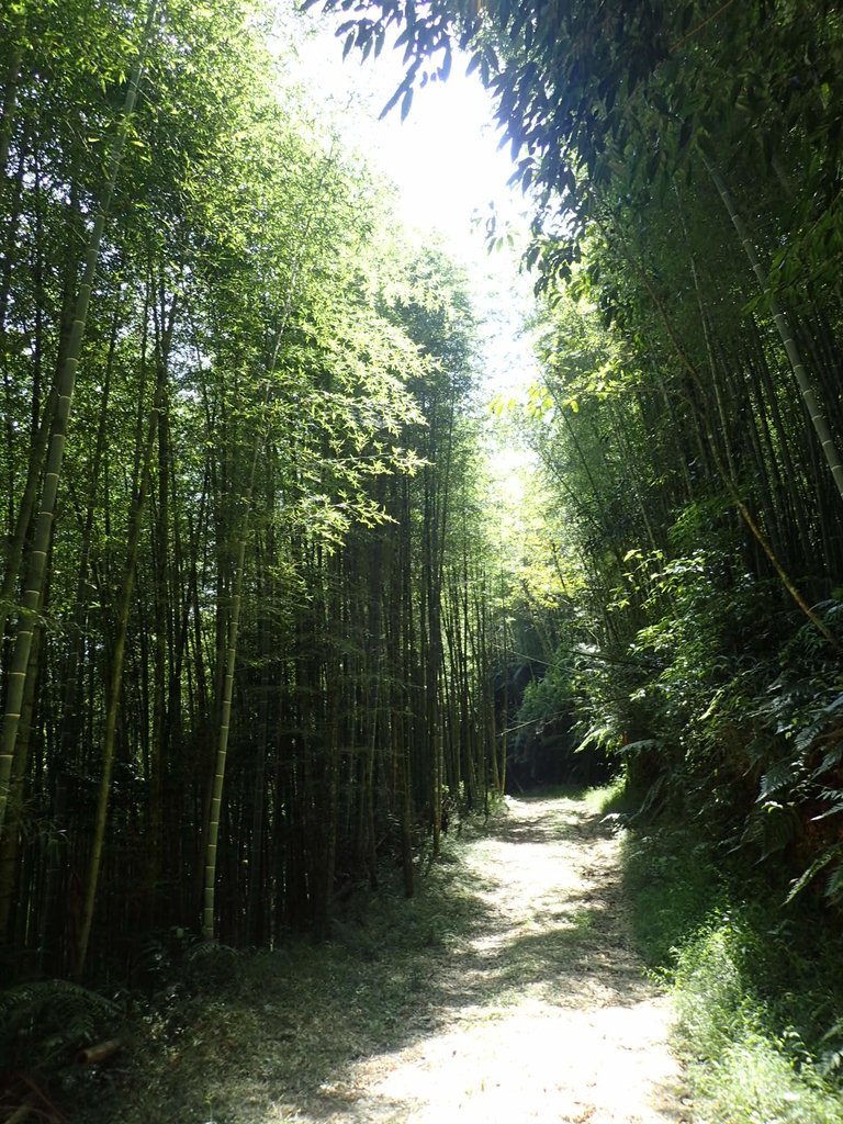 PA040414.JPG - 魚池  大尖山登山步道