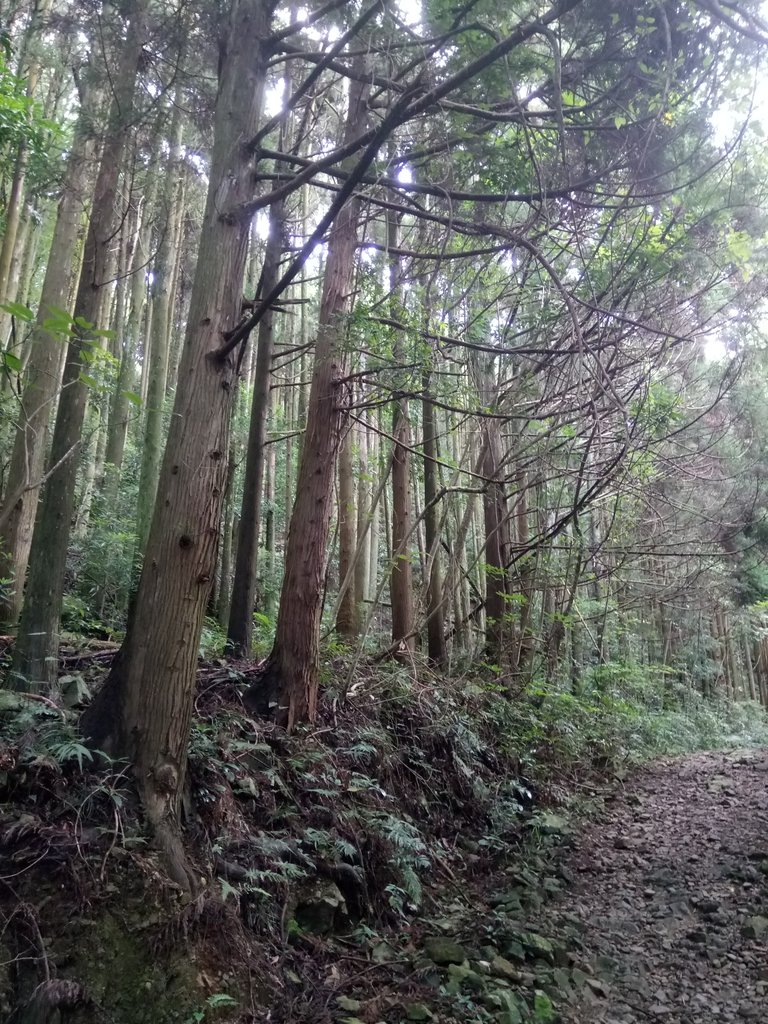 DSC_5168.JPG - 台中和平  長壽山登山步道  (上)