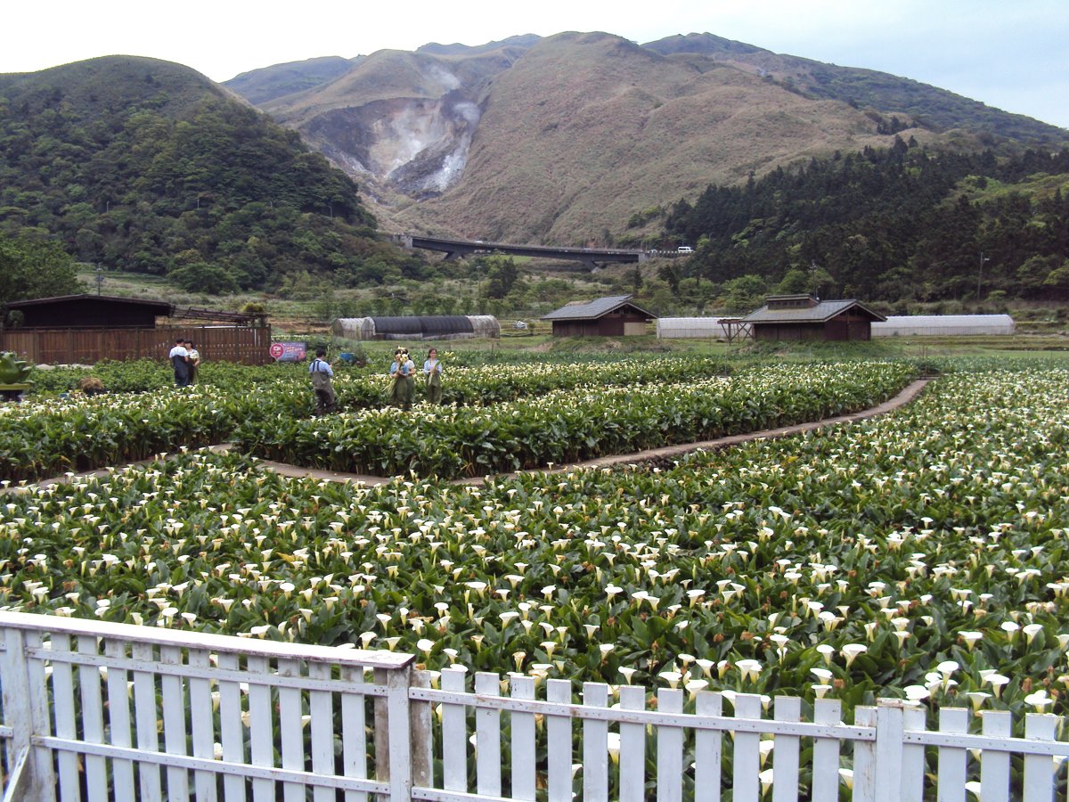 DSC05247.JPG - 竹子湖海芋步道