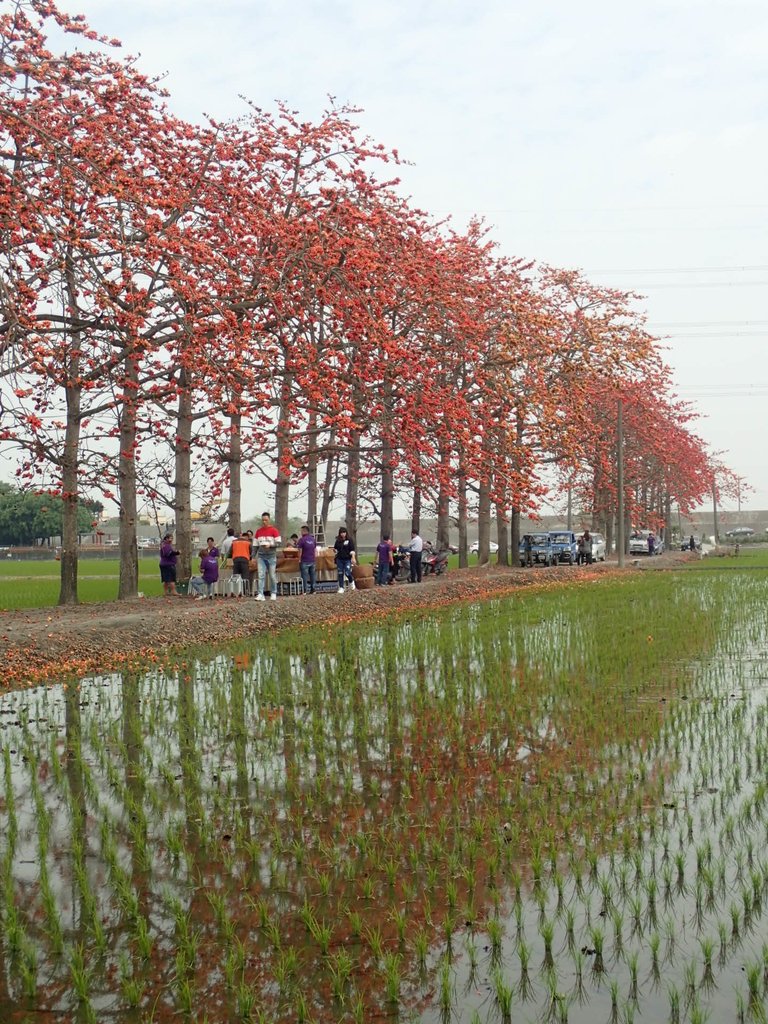 P3066523.JPG - 竹塘  田頭  木棉花道