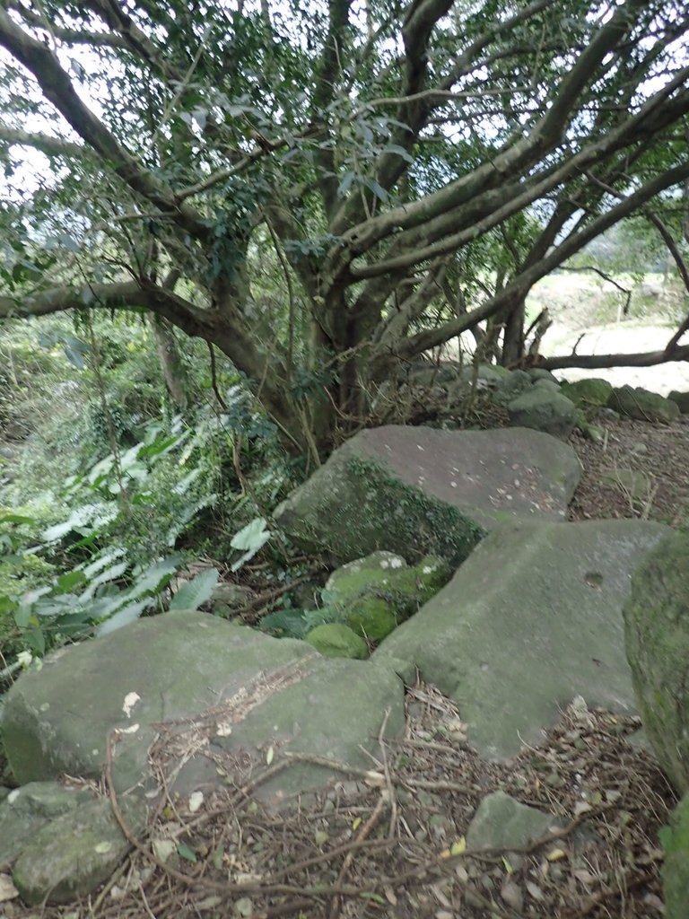 P1263983.JPG - 金山  大路崁古道