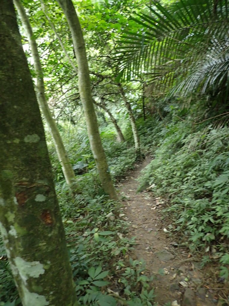 P2107545.JPG - 大溪  溪洲山登山步道