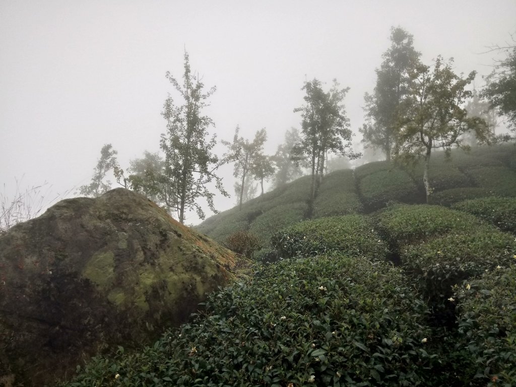 DSC_0467.JPG - 鹿谷  大崙山  霧中茶園之美(01)