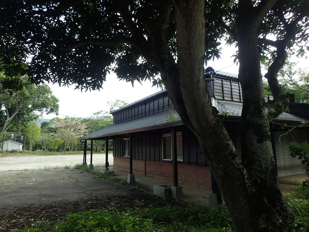 P5012427.JPG - 新社  大南庄蔗苗養成所