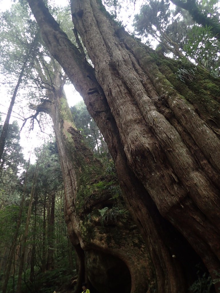 P3257962.JPG - 阿里山  二萬平  抱石神木