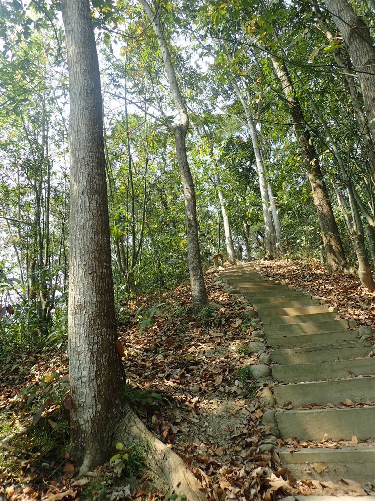 P3016042.JPG - 草屯平林  九九峰森林步道