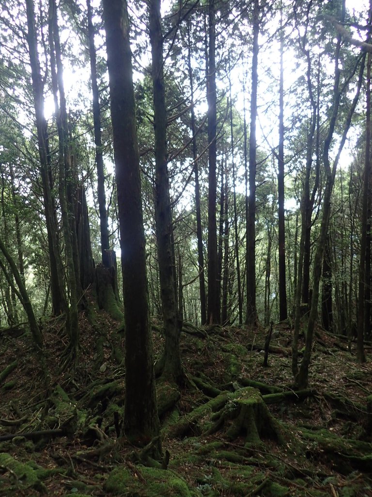 P6160646.JPG - 谷關七雄之  八仙山  (02)