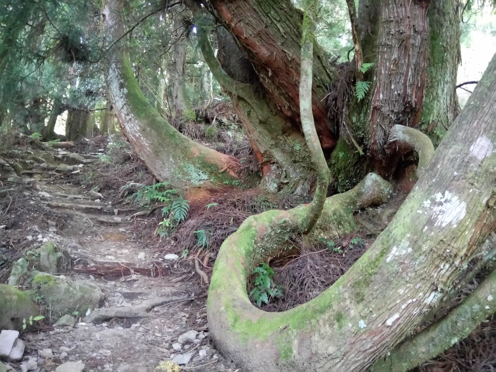 DSC_9916.JPG - 谷關七雄之  馬崙山  (下)