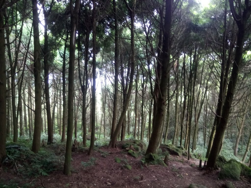 DSC_1022.JPG - 新竹  五指山登山步道