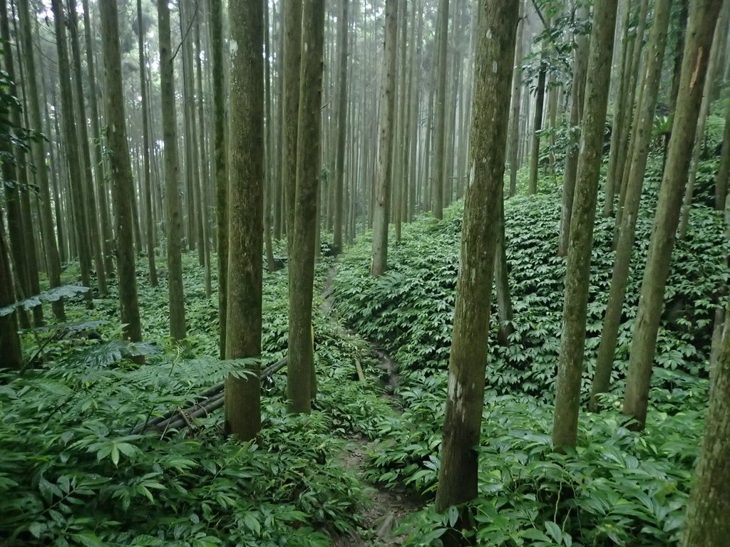 P9250246.JPG - 南庄  向天湖山  光天高山