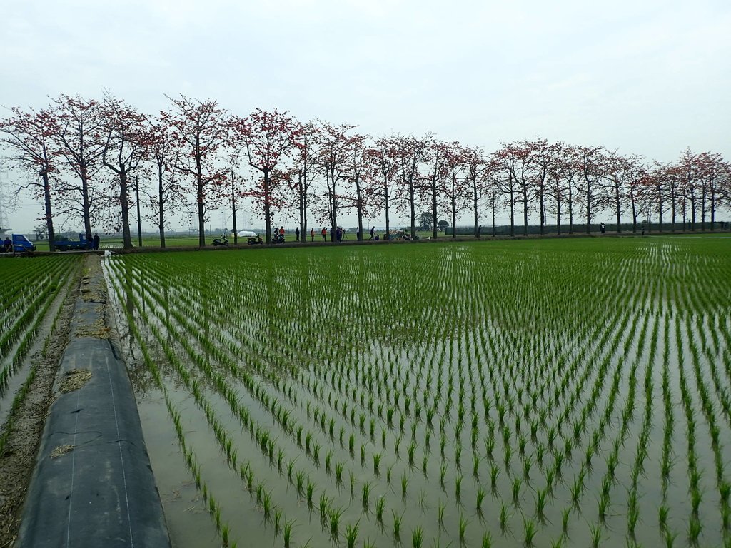 P3066531.JPG - 竹塘  田頭  木棉花道