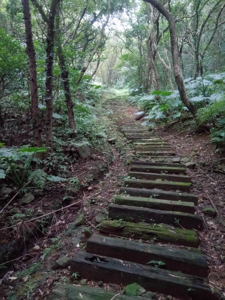 DSC_3337.JPG - 金山  大路崁古道