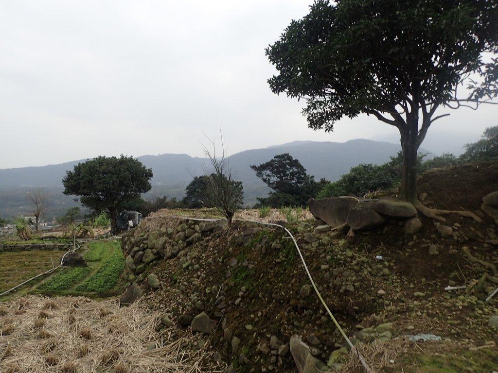 P1263984.JPG - 金山  大路崁古道