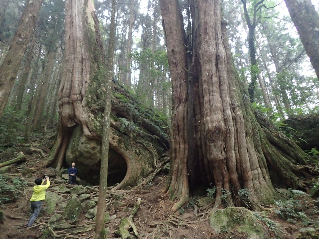 P3257965.JPG - 阿里山  二萬平  抱石神木